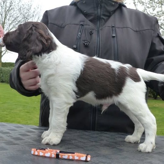 Small Munsterlander Perfection