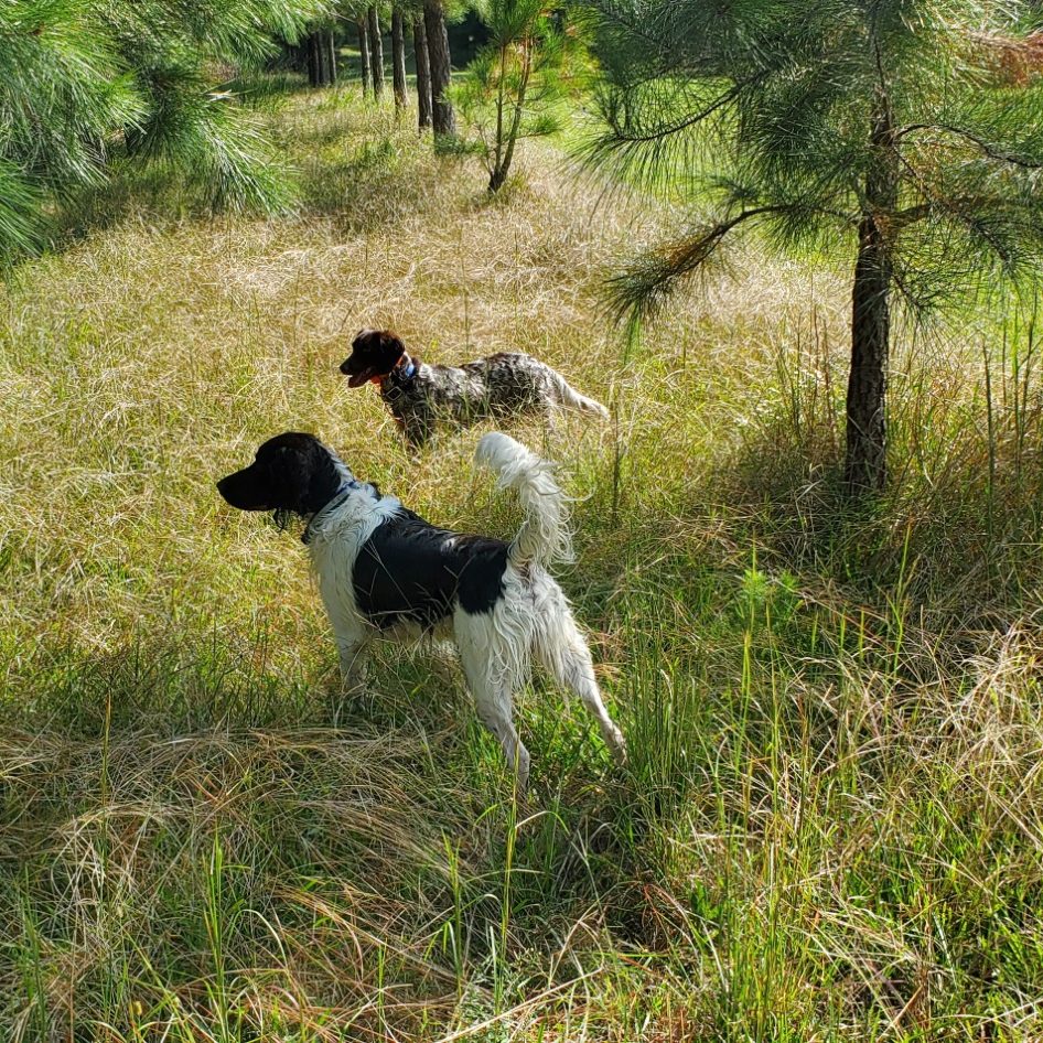 Small Munsterlanders on a Covey