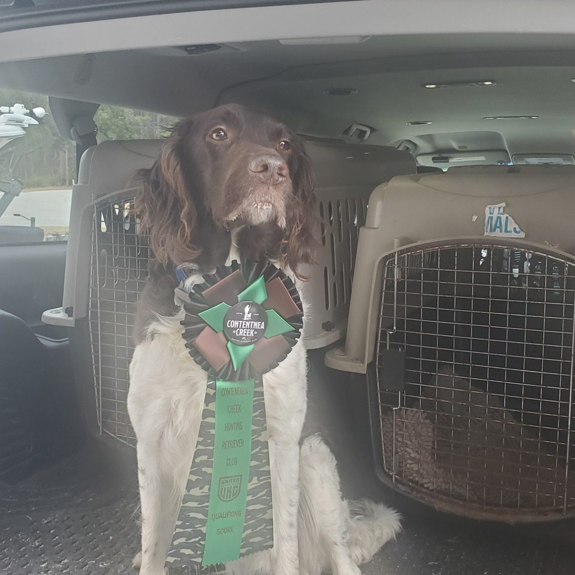 Small Munsterlander HRC Testing