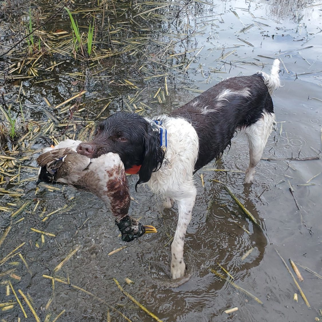 Small Munsterlander Water Retrieve